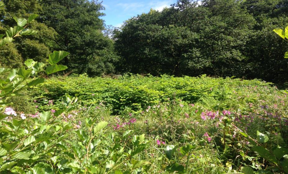 Invasive Non-Native Species (INNS) Project The LLFT took on a contract provided by Scottish Natural Heritage (SNH) to manage selected Invasive Non Native plant species present along the Endrick Water