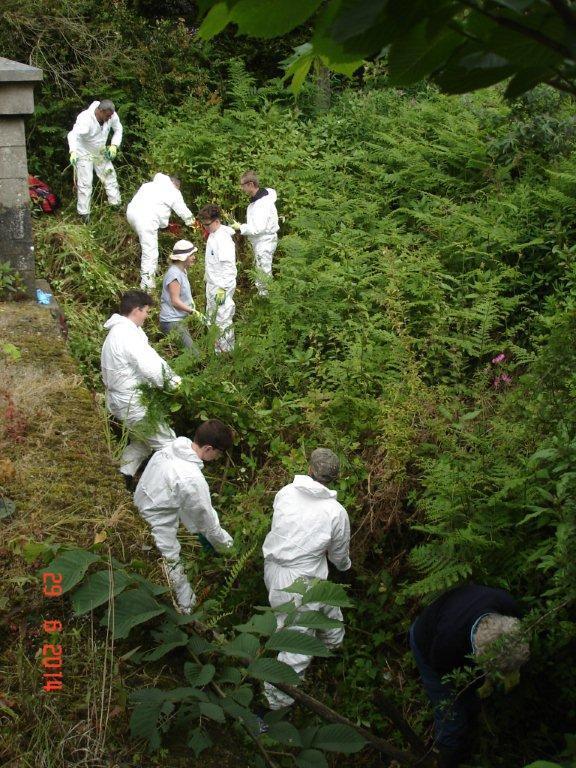 Volunteers pulling out Himalayan balsam by hand on the Blane Water.