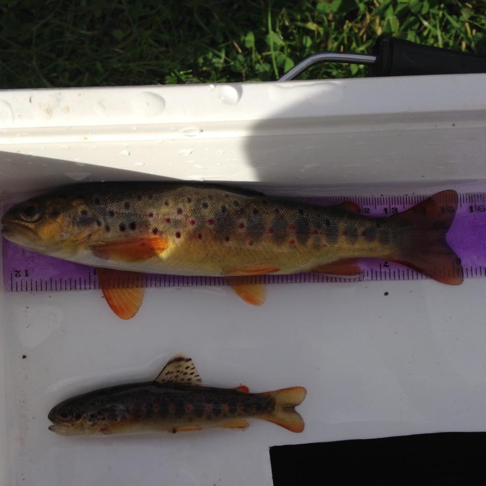Examples of trout captured during