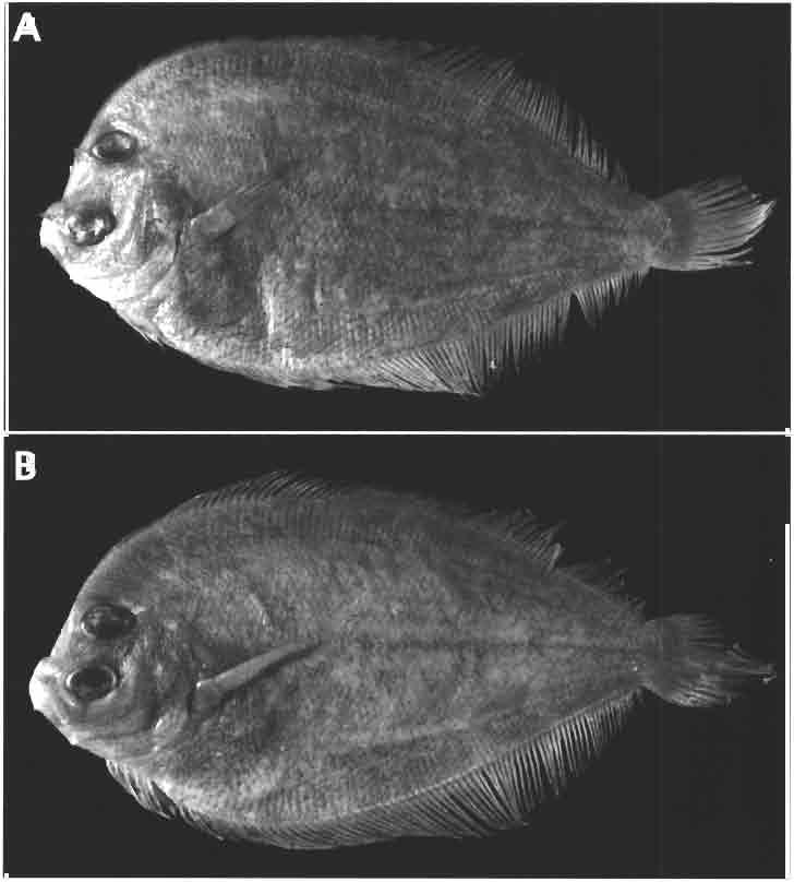 BOTHID FISHES FROM NEW CALEDONIA 155 Sexual dimorphism. This species shows sexual dimorphism in the presence or absence of rostral and orbital spines (Fig.