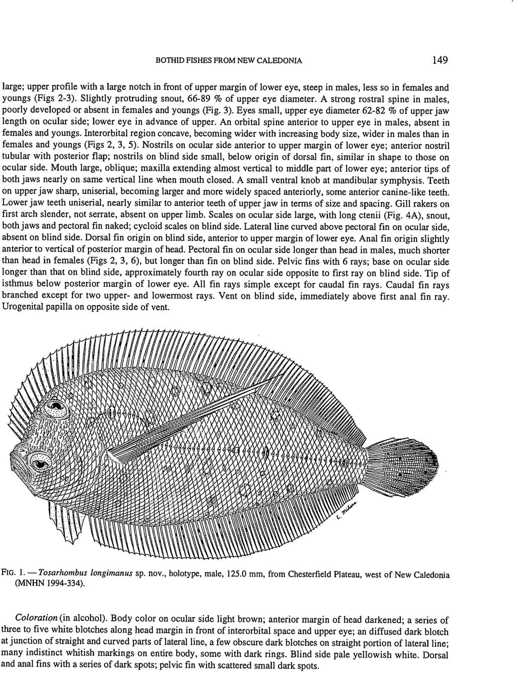 BOTHID FISHES FROM NEW CALEDONIA 149 large; upper profile with a large notch in front of upper margin of lower eye, steep in males, less so in females and youngs (Figs 2-3).