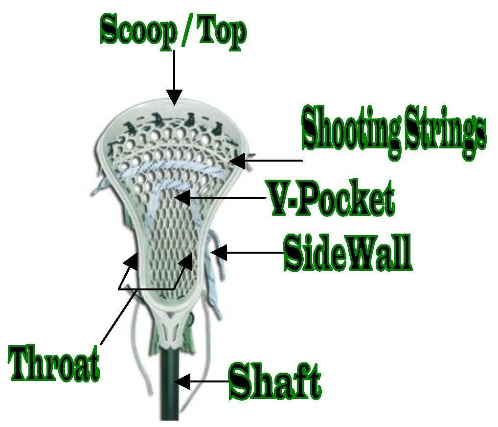 Lacrosse stick anatomy