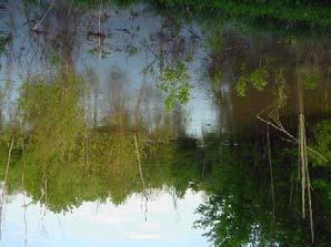 Bottomlands flood anywhere from several inches to several feet seasonally, typically in winter and spring months.