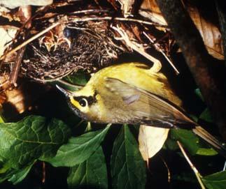 Migratory Songbirds Neotropical songbirds spend approximately 8 months a year wintering in Central and South America and the remaining months on breeding grounds in North America s temperate