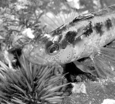 A kelpfish in a tide pool Barnacles Stationary; hard shells stuck to rock Segmented legs Shrimp, crabs,