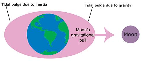 Tides on a Global Scale: Tidal Bulges Due to the Moon s gravitational pull, tidal bulges develop. The tidal bulges move as the Earth rotates and the Moon changes position relative to the Earth.
