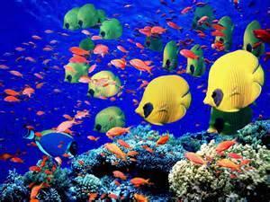 Amazing ocean Animals How do fish live in the ocean? Some fish eat plants that grow in the water. Bigger fish eat those fish.