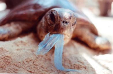 A seal eating a plastic bottle. A turtle eating a plastic bag.