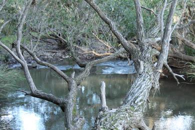 Untitled Document trees below Luscombe weir first rapid above Beaudesert Beenleigh Road bridge The section upstream from the weir, such as the 4 kilometre paddle from Chardon Road bridge