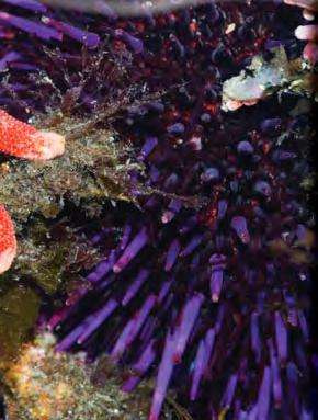 Like sea stars, sea urchins have hundreds of sticky tube feet.