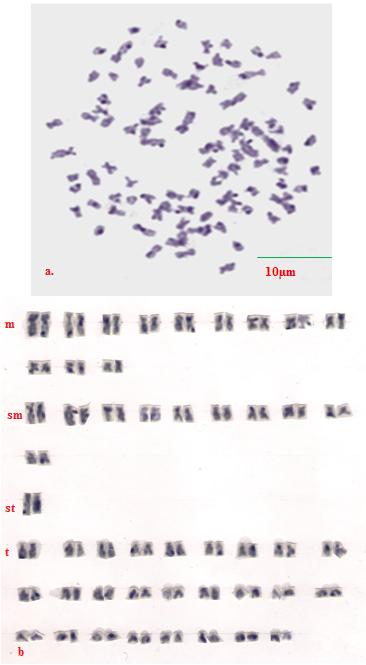 2011).The present study was undertaken with the aim to investigate chromosomes and karyotype of S.