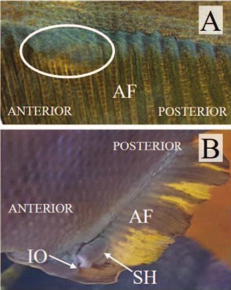 Bond et al.: Male black perch reproductive morphology BLACK PERCH REPRODUCTIVE MORPHOLOGY 223 Fig. 3. Left, lateral view of the anal fin of male black perch (Embiotoca jacksoni).