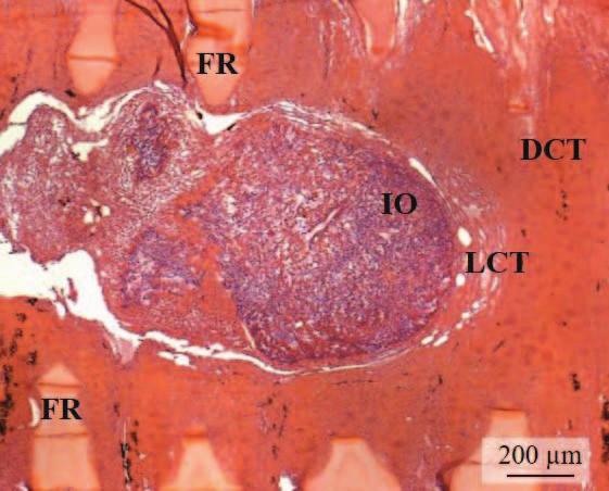 that houses the intromittent organ. AF = anal fin; IO = intromittent organ; SH = sheath. Our research note is the first to document the formation of black perch spermatozeugmata within the testis.