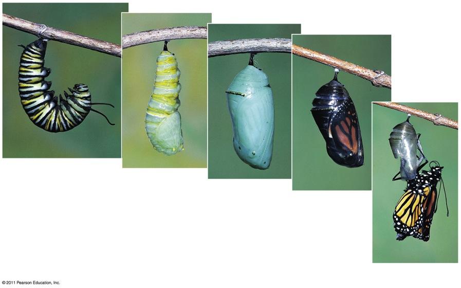 Complete (holometabolous) metamorphosis Larval stages known by such names as maggot, grub, or caterpillar Larval stage looks entirely different from adult stage