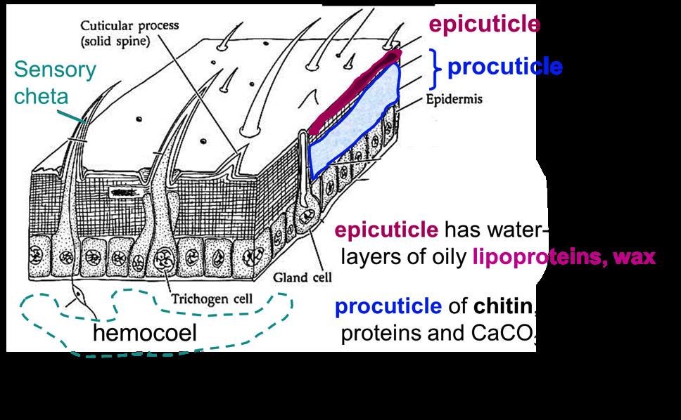 Exoskeleton Structure v Cuticle forms well-developed exoskeleton made up of plates (sclerites) Growth by ecdysis (hormone-induced molting) v Epidermis is a single layer of epithelial cells that