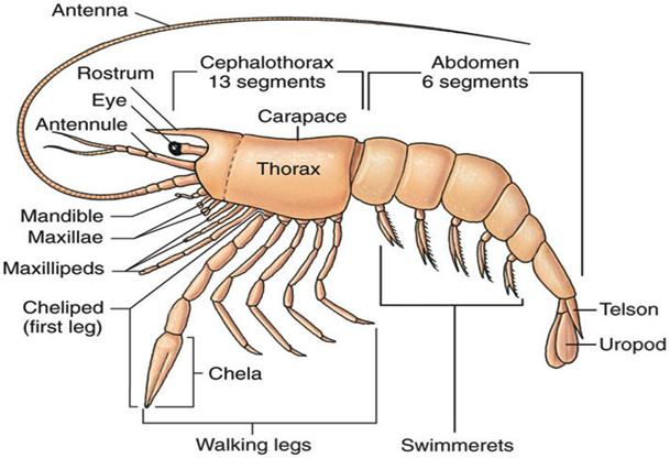 filled with hemolymph Coelom restricted to compartment around gonads Muscular System Striated muscles form a large part of