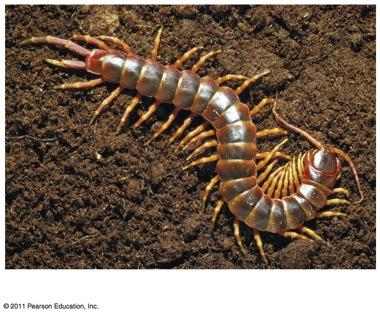 Chilopoda (centipedes)- have one leg per segment on each side;