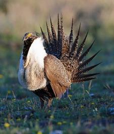 Wildlife Management Greater sage-grouse Executive Order - Action