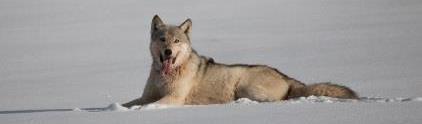State delisted in 2016 Conservation Wolves