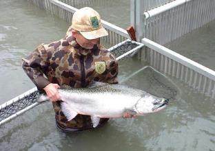39 Mil salmon-steelhead 5 Mil rainbow trout <1 Mil other