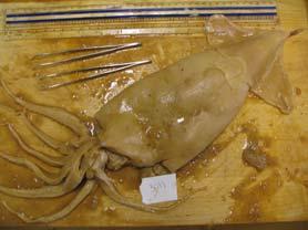 Cephalopod Prey List 2002 Albacore Bigeye Blue marlin Longbill spearfish