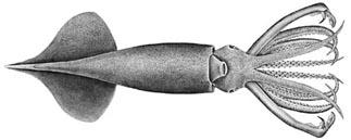 1977 Summary Ommastrephidae dominant prey for tunas Deep sea squids (Cranchiidae, Histioteuthidae, and Bathyteuthidae)