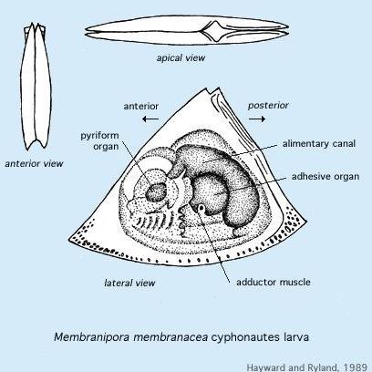 Phylum Bryozoa Bryozoan larvae are triangular-shaped, with a curve (with cilia) along one edge. Bryozoan adults are sessile, but their larvae are pelagic and often called cyphonautes larvae.