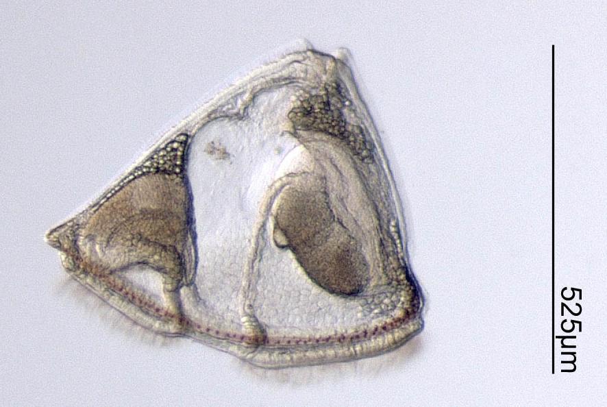 Bryozoan species that shed their eggs directly in seawater produce long-lived planktotrophic larvae. These are enclosed by triangular bivalved shells of small size (0.1 mm).