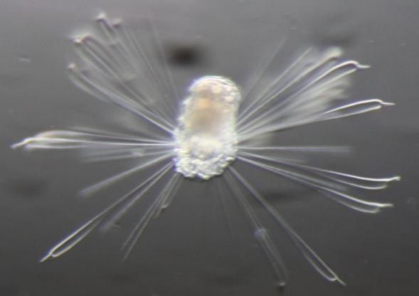 They live on or in the sediment, but there are a few holoplanktonic forms.