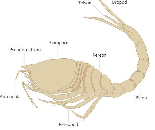 Phylum Arthropoda Subphylum Crustacea Class Malacostraca Superorder Peracarida Order Cumacea Cumaceans look like armoured tadpoles, with a an inflated cephalothorax and a slender abdomen with long