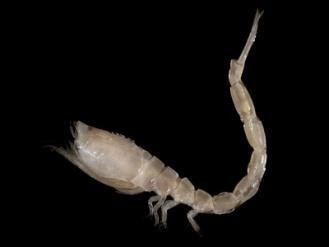 The majority of species are found on soft bottoms, burrowing in the sediment, but they also emerge into the water column at night.