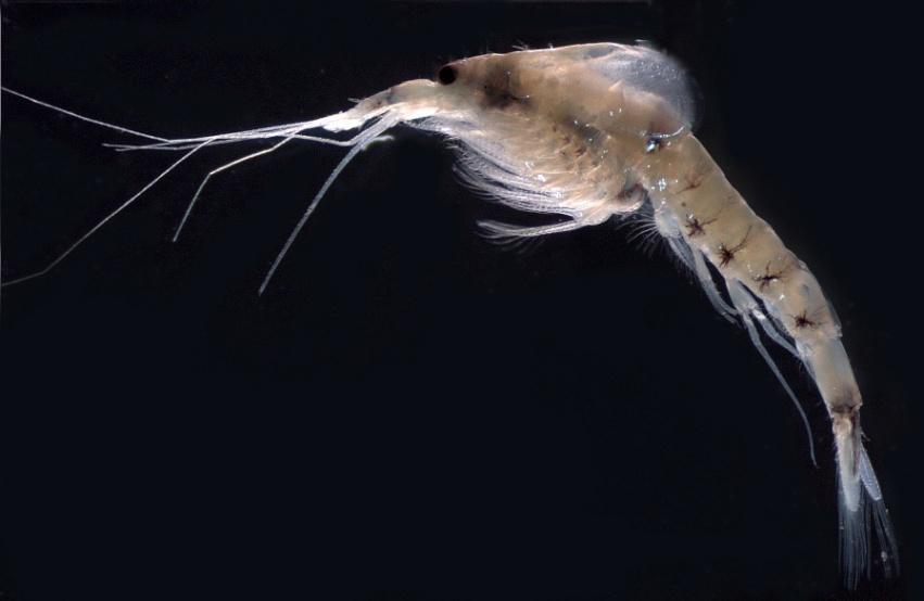 Phylum Arthropoda Subphylum Crustacea Class Malacostraca Superorder Peracarida Order Mysida Mysids are relatively large (>5 mm) shrimp-like crustaceans with a pair of
