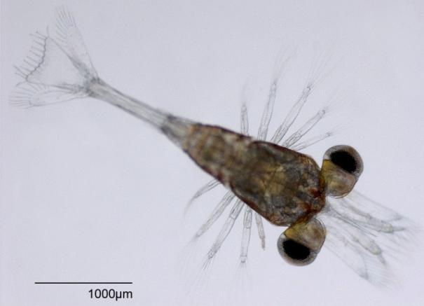Phylum Arthropoda Subphylum Crustacea Class Malacostraca Superorder Eucarida Order Decapoda Decapod larvae are relatively big (> 3 mm),