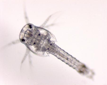 This distinction is frequently ignored in analysis of zooplankton net samples, as they often retain substantial numbers of adults if collected at night.