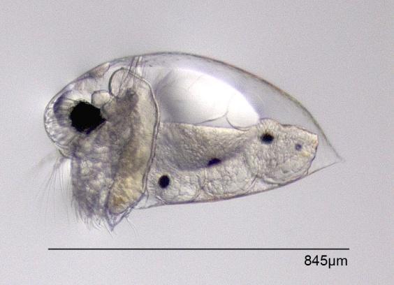 Eggs, embryos and young stages are replicas of the adults and are retained in the brood chamber (in their body), so there are no free larval stages.