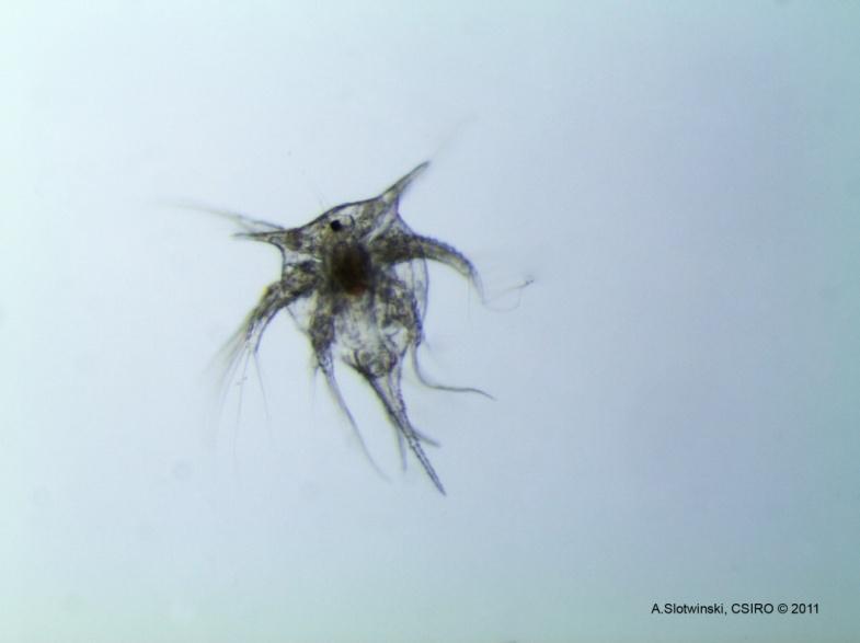 Phylum Arthropoda Subphylum Crustacea Class Maxillopoda Subclass Thecostraca Infraclass Cirripedia Cirripede nauplii are large compared with copepod nauplii and have two lateral spines; the
