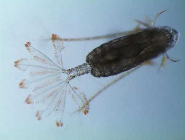Phylum Arthropoda Subphylum Crustacea Class Maxillopoda Subclass Copepoda Copepods are probably the most abundant multicellular animals on the planet,