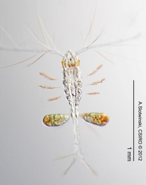 There are >10,000 species of free-living and parasitic copepods.