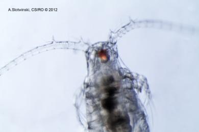 Calanoida is the most numerous and diverse pelagic copepod order.