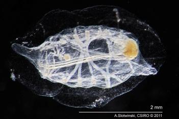 Salps are food generalists, able to filter a wide particle