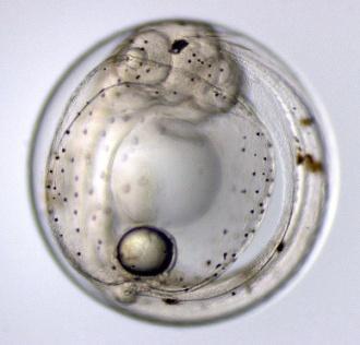 Phylum Chordata Subphylum Vertebrata Superclass Osteichthyes Fish eggs are usually spherical and larger (~1 mm) than other planktonic eggs and larvae are elongate with
