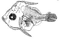 The early life of fish is normally divided into five stages: egg, yolk-sac larva, larva, transformation (or metamorphosis), and juvenile.