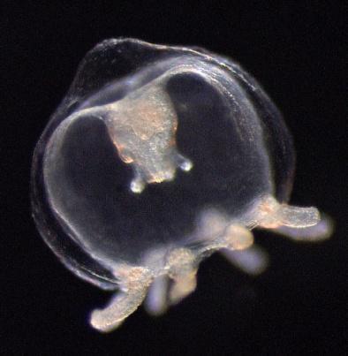 Many bell-shaped cnidarians are difficult to identify in plankton samples because they