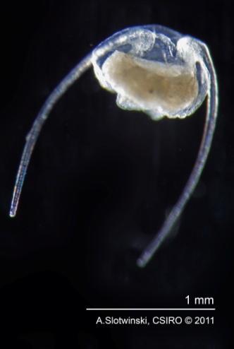 Phylum Cnidaria (formerly Coelenterata) gets its name from the presence of stinging