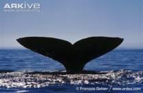 When whales go down for a deeper dive, they thrust their bodies forward, and you may see their tail come up into the air. A whale s tail is called a fluke.