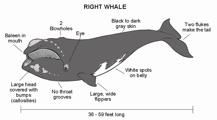 the way we breathe through our noses. When a whale comes up for air, it blows out the old air from its lungs. This air is mixed with tiny drops of water, so it looks like a spray of water. Oh!