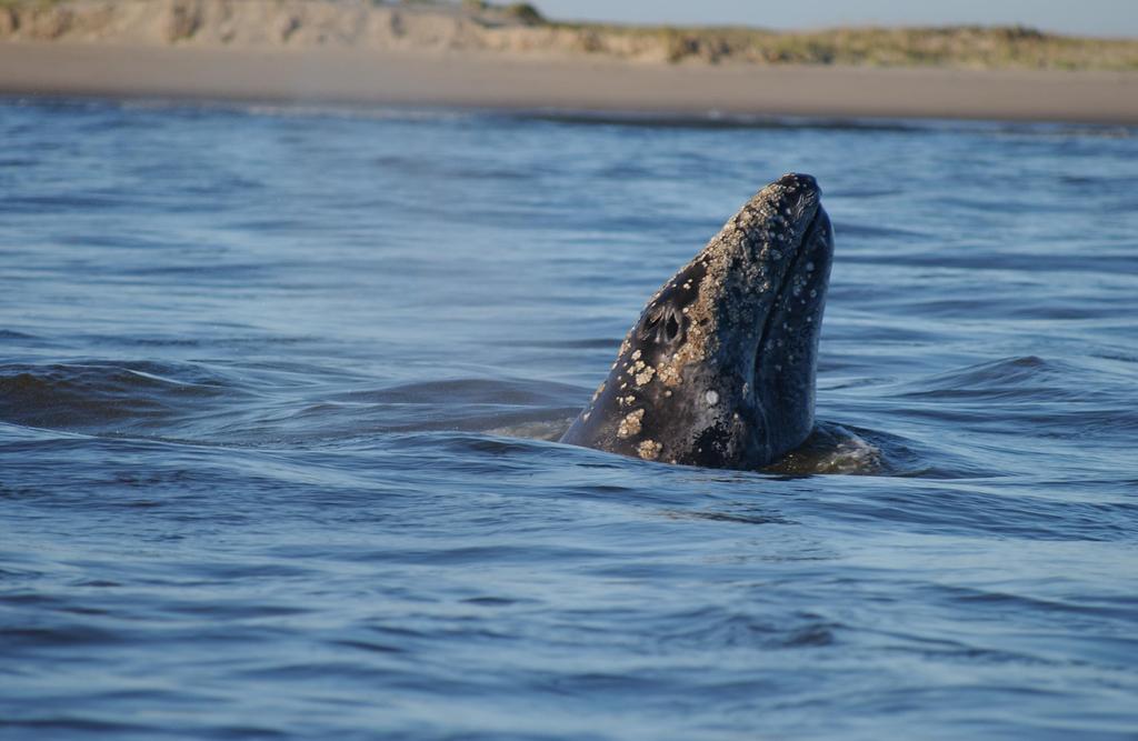 How do we study gray whales? 1. Counts 2.