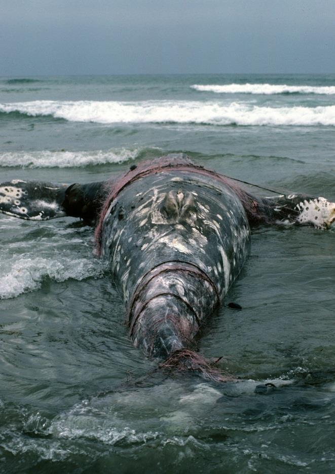 Potential threats: Entanglement in fishing gear Between 2005 and 2007, four female gray whales entrapped and killed in