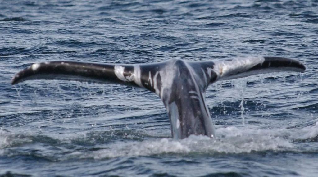 Anthropogenic Threats: 19% of whales off