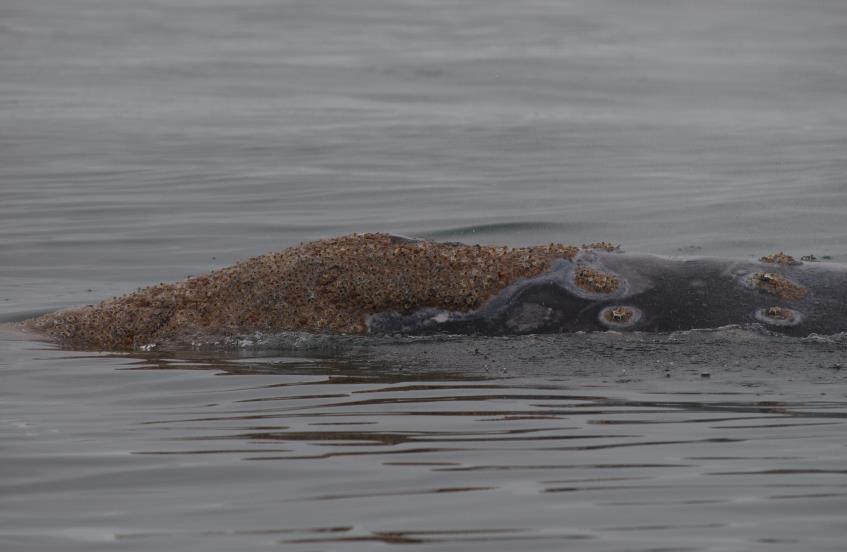 Gray whale barnacles (Cryptolepas rhachianecti): Considered